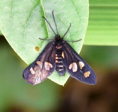 Thyrassia penangae