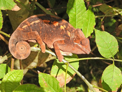 Chamaeleonidae