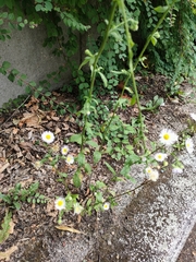 Erigeron annuus