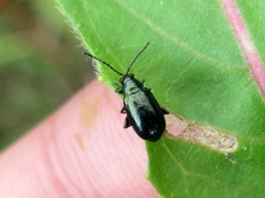 Altica oleracea