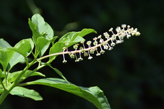 Phytolacca americana
