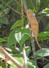 Chamaeleonidae