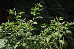Phytolacca americana
