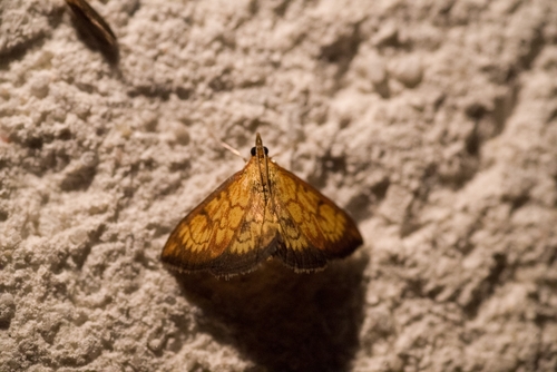 Ecpyrrhorrhoe rubiginalis