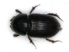Planolinoides borealis