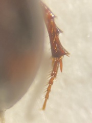 Planolinoides borealis