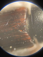 Planolinoides borealis