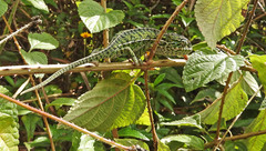 Chamaeleonidae