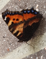 Aglais urticae