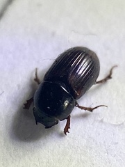 Planolinoides borealis