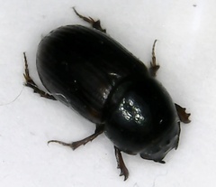 Planolinoides borealis