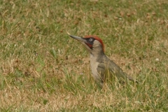 Picus viridis