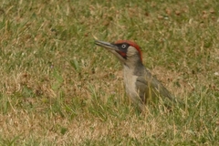 Picus viridis