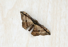 Hyposidra infixaria