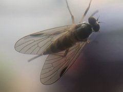 Rhagio lineola