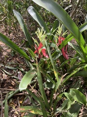 Billbergia amoena