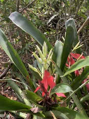 Billbergia amoena