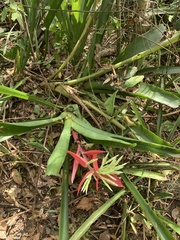 Billbergia amoena