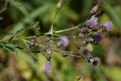 Cirsium