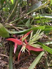 Billbergia amoena
