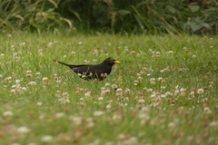 Turdus merula