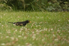 Turdus merula