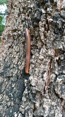 Thyropygus allevatus