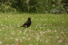 Turdus merula