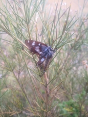 Dysmachus fuscipennis