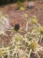 Heterocnemis graeca