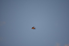 Hirundo neoxena carteri