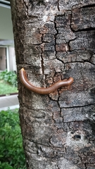 Thyropygus allevatus