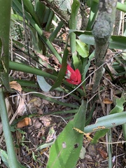 Billbergia amoena