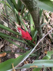 Billbergia amoena