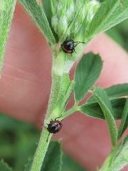 Piezodorus lituratus