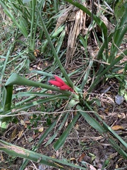 Billbergia amoena