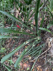 Billbergia amoena