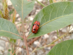 Clytra novempunctata
