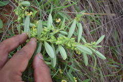 Polygala arvensis