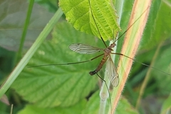 Nigrotipula nigra