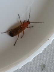 Rhagonycha fulva