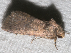 Proteuxoa nyctereutica