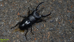 Serrognathus titanus castanicolor