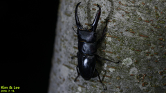 Serrognathus titanus castanicolor