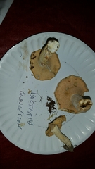 Lactifluus glaucescens