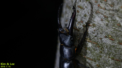 Serrognathus titanus castanicolor