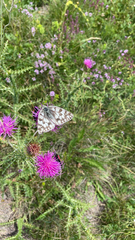 Melanargia galathea