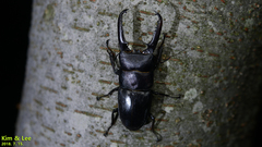 Serrognathus titanus castanicolor