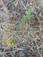 Hypericum perforatum