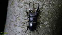 Serrognathus titanus castanicolor